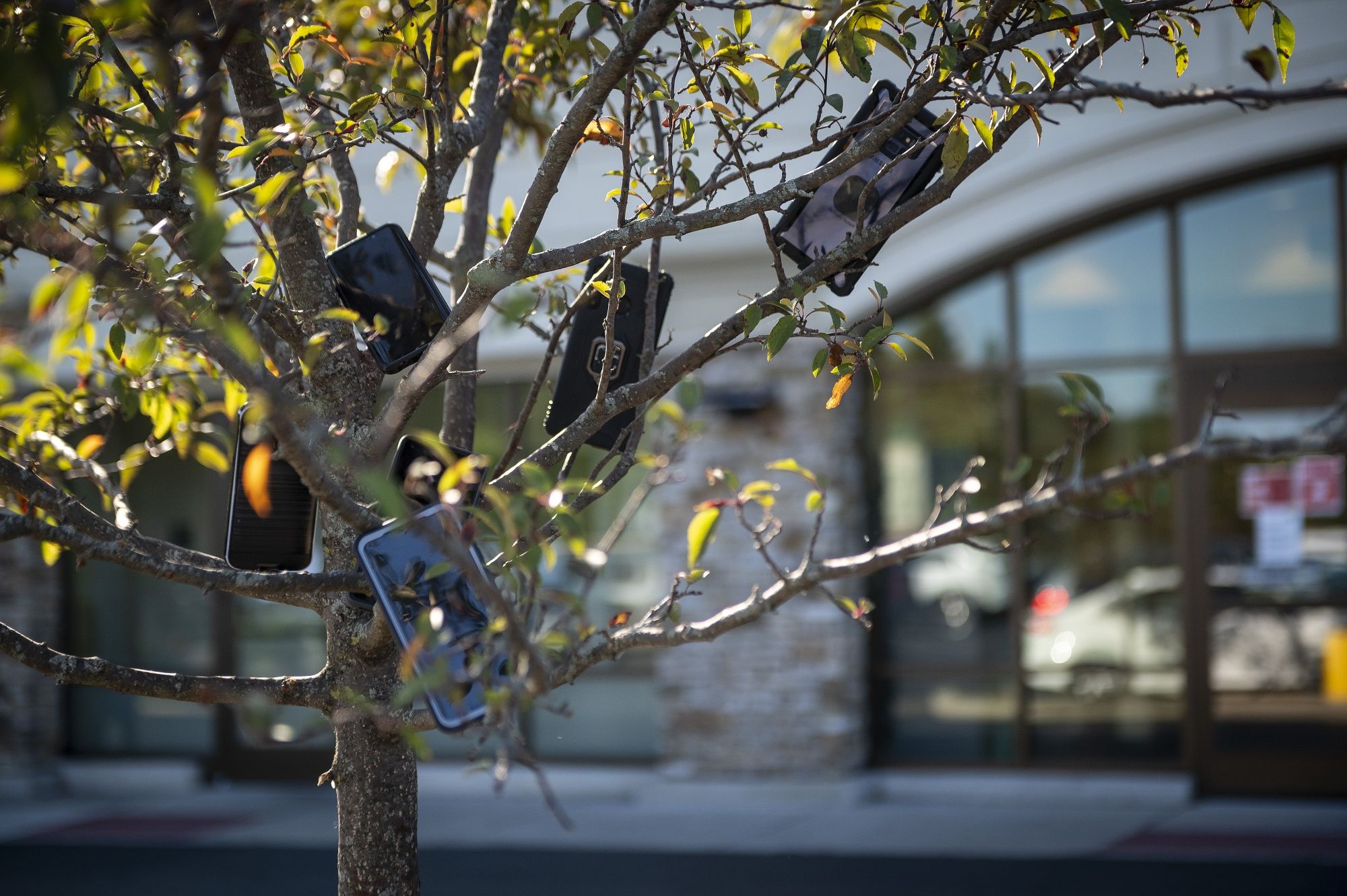 hanging-in-trees